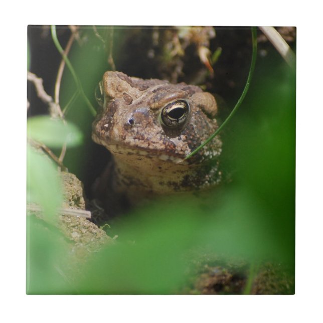 Carreau Crapaud dans une tuile de trou (Devant)