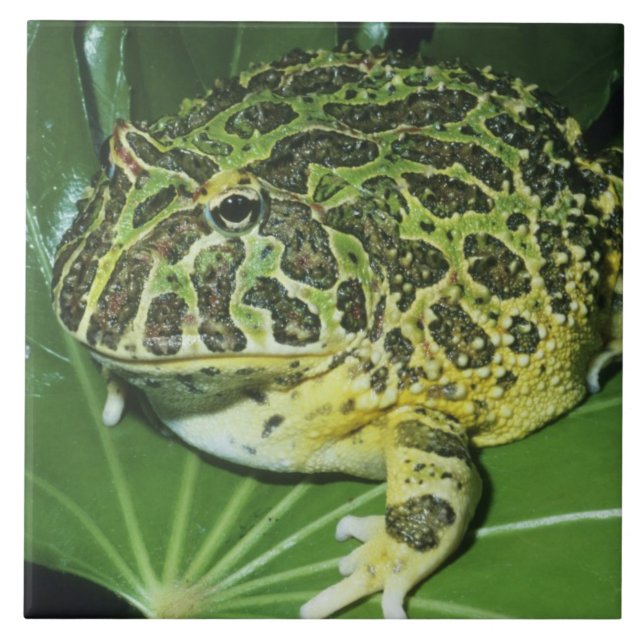 Carreau Crapaud Orné, (Ceratophrys ornata), (Devant)