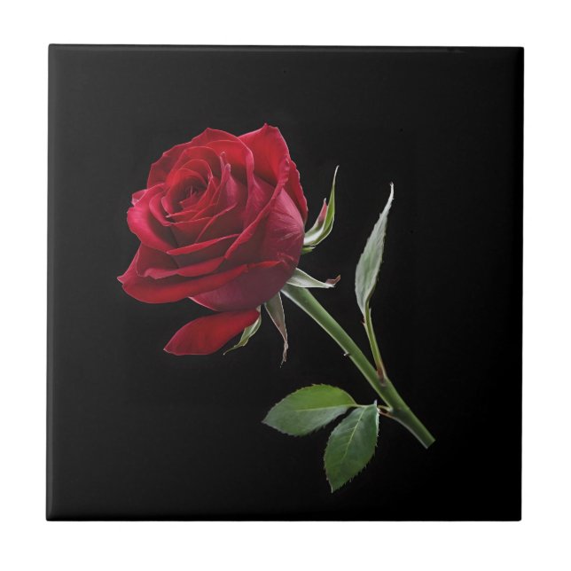 Carreau Crimson sur l'ébène : La rose rouge unique, (Devant)