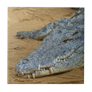Carreau Crocodile