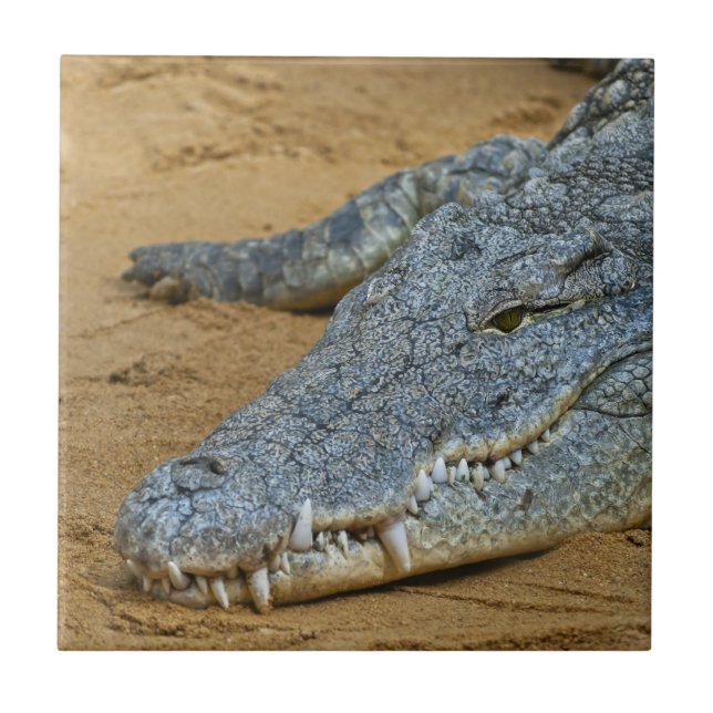 Carreau Crocodile (Devant)