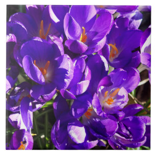 CARREAU CROCUS DE PRINTEMPS