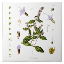 Cuisine vintage : fleurs de plante de menthe poivr