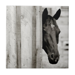 Carreau Curieux Cheval noir