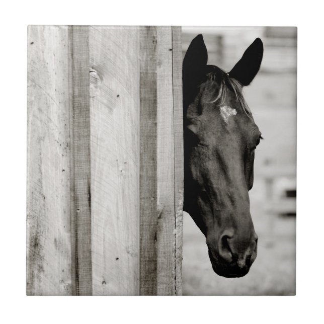 Carreau Curieux Cheval noir (Devant)