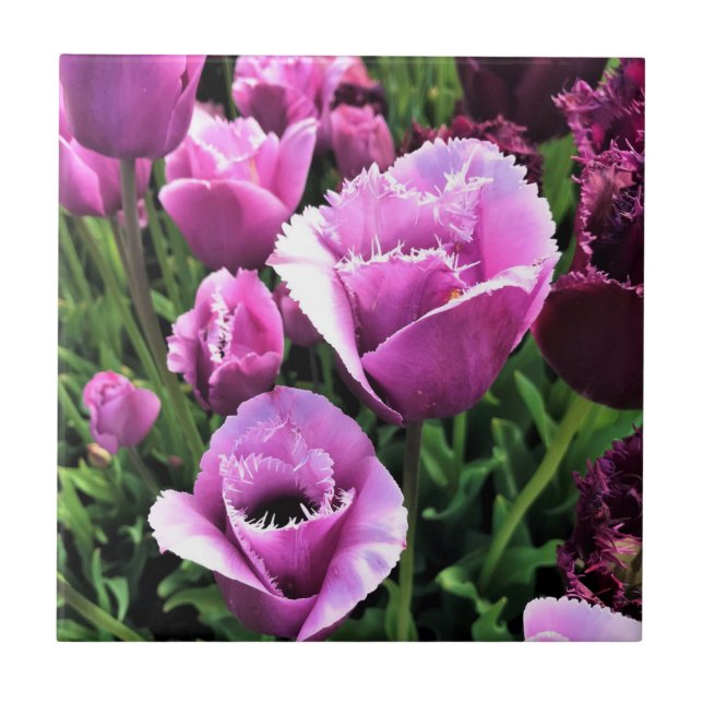 Carreau Curly Sue Purple Tulips, Oregon (Devant)