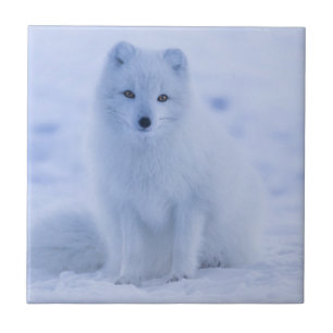 Carreau Cute Arctic Fox sur Snowy Winter Arrière - plan
