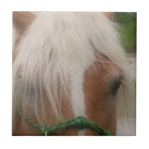 Carreau Cute Haflinger Cheval Visage Animal