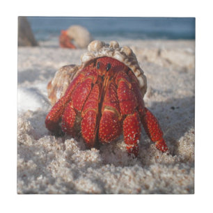 Carreau Cute Hermit Crabe sur White Sandy Beach Closeuse