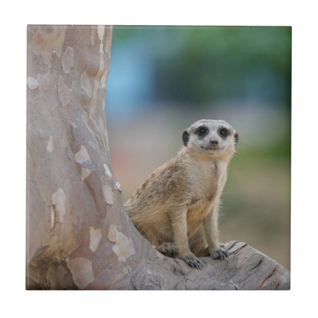 Carreau Cute Meerkat Sat sur arbre (Devant)