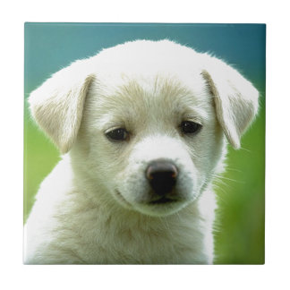 Carreau cute-puppy-dog-wallpapers.jpg