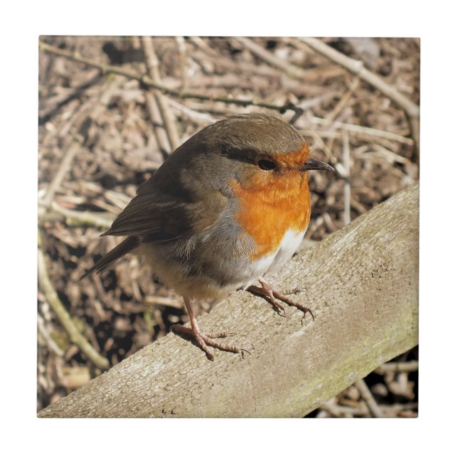 CARREAU CUTE ROBIN (Devant)