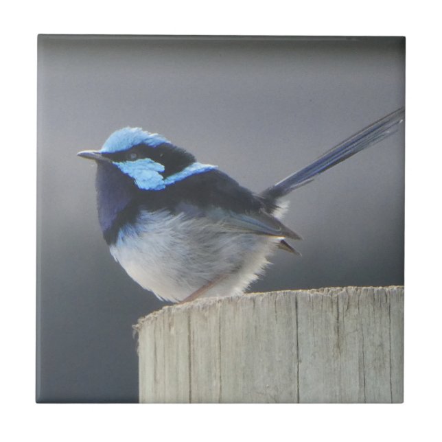 Carreau Cute Superb Fairywren  (Devant)