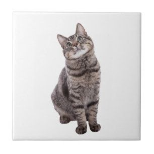 Carreau Cute tabby Chat