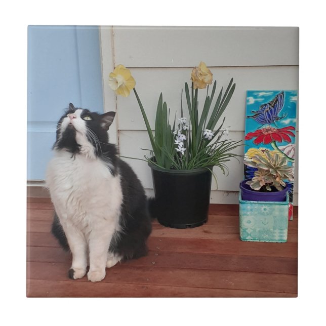 Carreau Cute Tuxedo Chat Noir Blanc Chats Daffodique Flora (Devant)