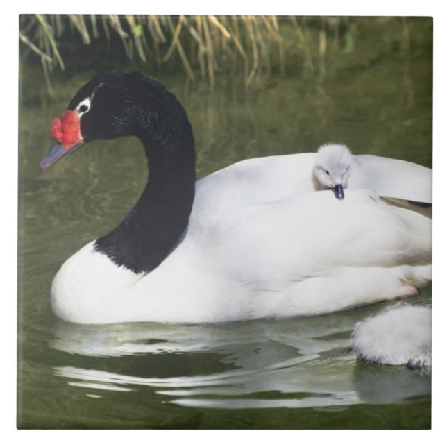 Carreau Cygne à cou noir adulte et cygnets dans l'eau. (Devant)