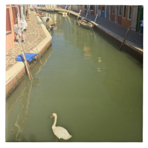 Carreau Cygnes dans un canal, île de Burano, Venise, Itali