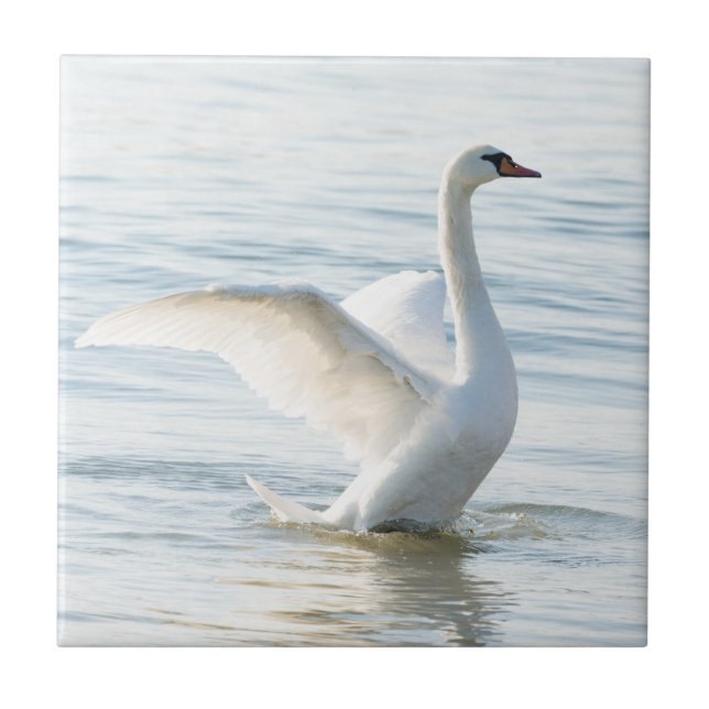 Carreau Cygnus cygne blanc (Devant)