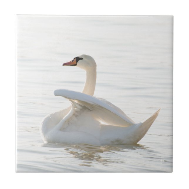 Carreau Cygnus cygne blanc (Devant)