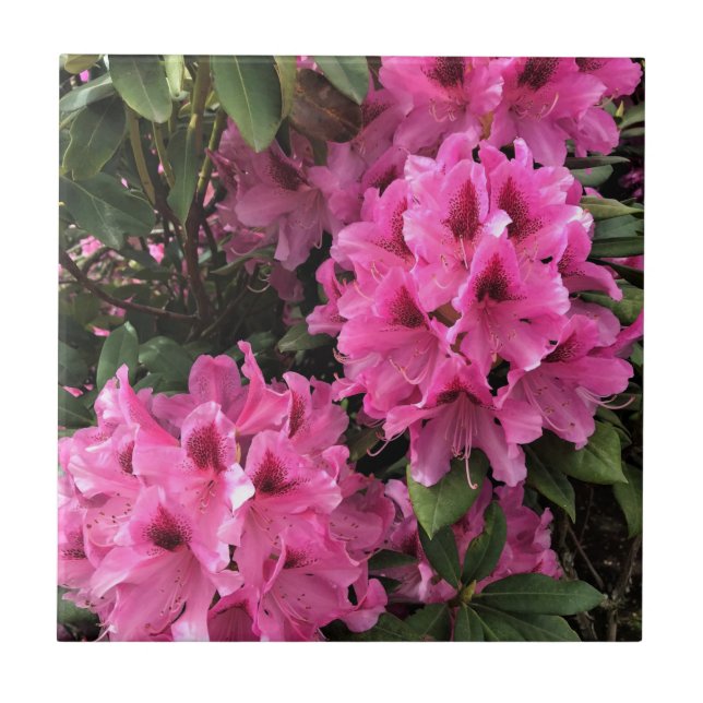 Carreau Cynthia Rhododendrons, Oregon (Devant)