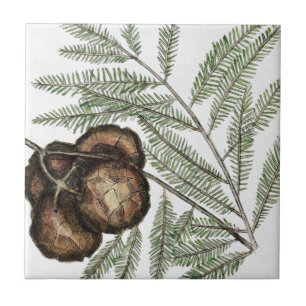 Carreau Cypress américain ou Cypress Bald Arbre Vintage A