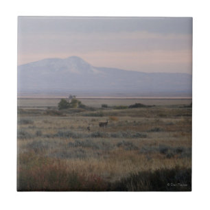 Carreau D10 Cerfs de Virginie et Sweetgrass Hills