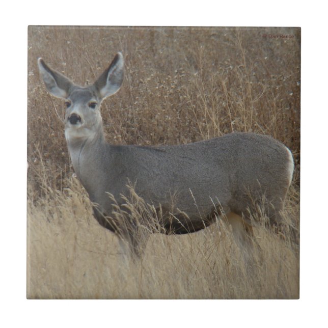 Carreau D14 Mule Deer Doe (Devant)