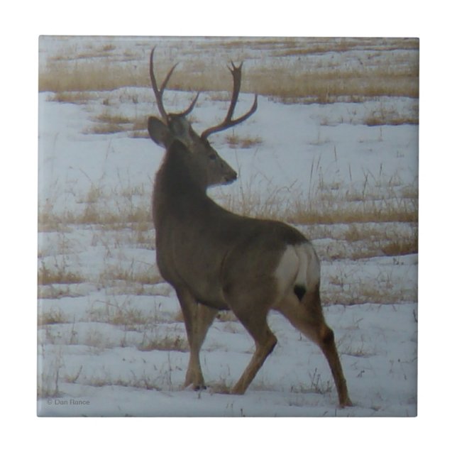 Carreau D15 Mule Deer Buck (Devant)