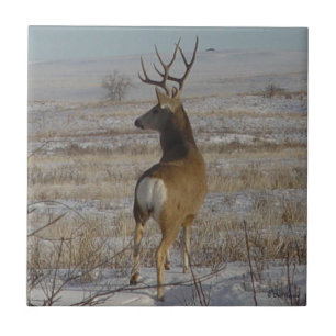 Carreau D20 Mule Deer Buck en neige