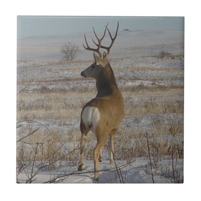 Carreau D20 Mule Deer Buck en neige (Devant)