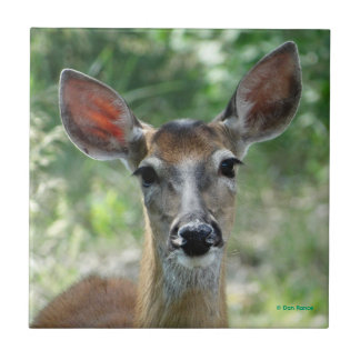 Carreau D33 White-tailed Deer Doe
