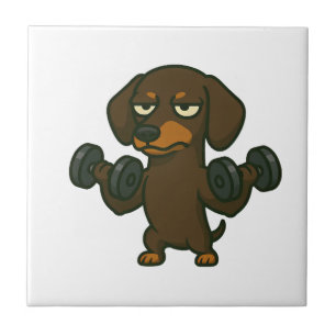 Carreau Dachshund avec haltère musculation biceps wo