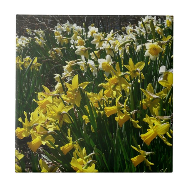 Carreau Daffodiles jaunes et blancs Fleurs de printemps (Devant)