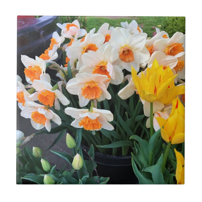 Carreau Daffodils et tulips, Oregon (Devant)