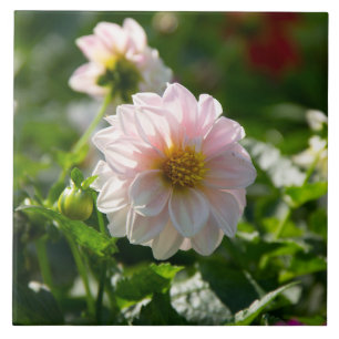 Carreau Dahlia blanche dans la photo du jardin