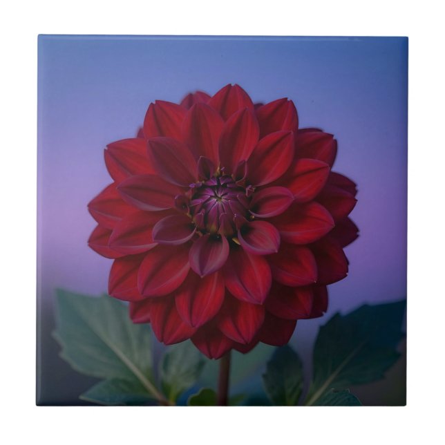 Carreau Dahlia Fleur Rouge Bourgogne Élégant  (Devant)