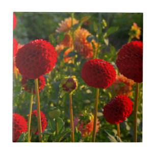 Carreau Dahlias, ferme de dahlias, Canby, Oregon, États-Un