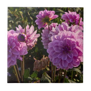 Carreau Dahlies, ferme de dahlias, Canby, Oregon, États-Un