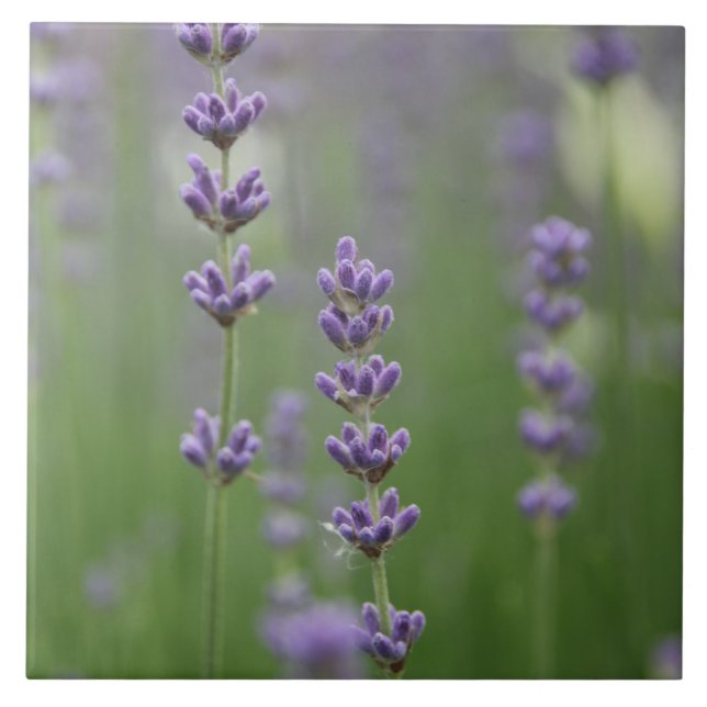 Carreau Dainty Lavender Grande Carrelage Carré (Devant)