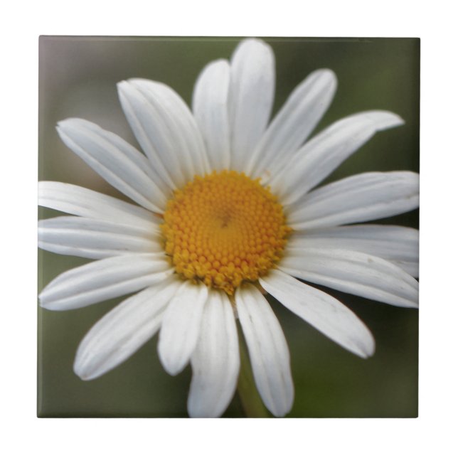 Carreau Daisy (Devant)