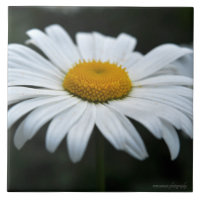 Daisy - Face vers le haut