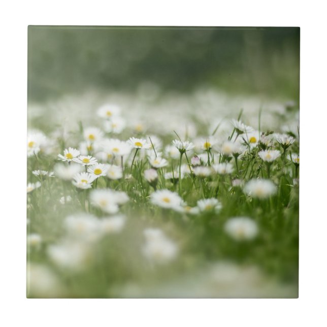 Carreau Daisy Meadow (Devant)