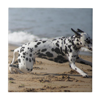 Carreau Dalmation