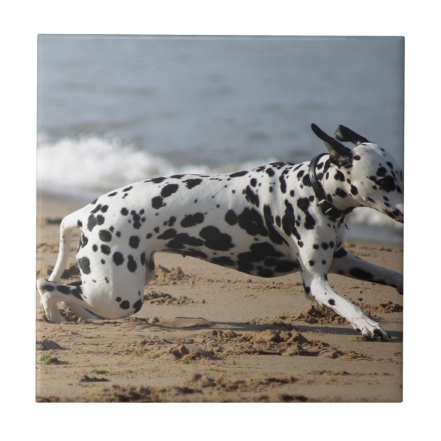 Carreau Dalmation (Devant)