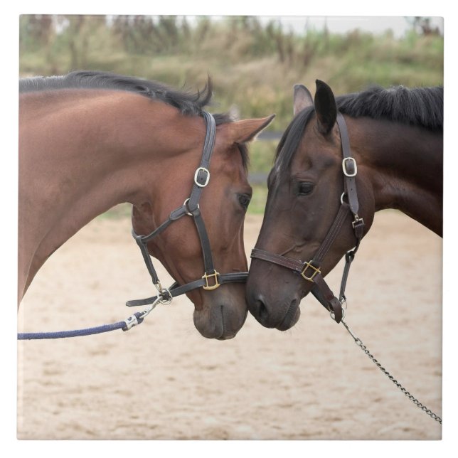 carreau d'amour de cheval (Devant)