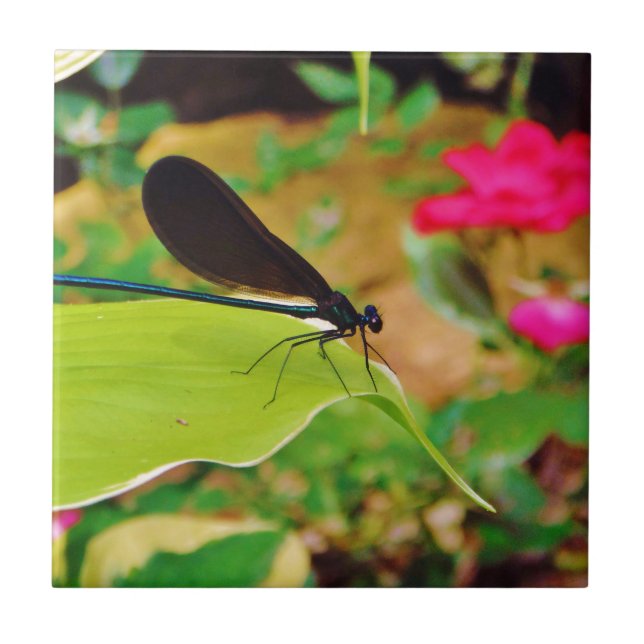 Carreau Damselfly et Rose (Devant)