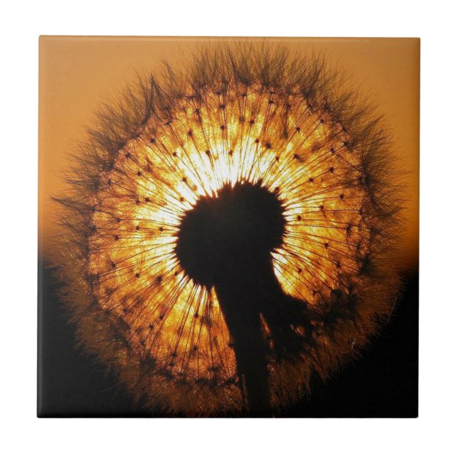 Carreau Dandelion au coucher du soleil (Devant)