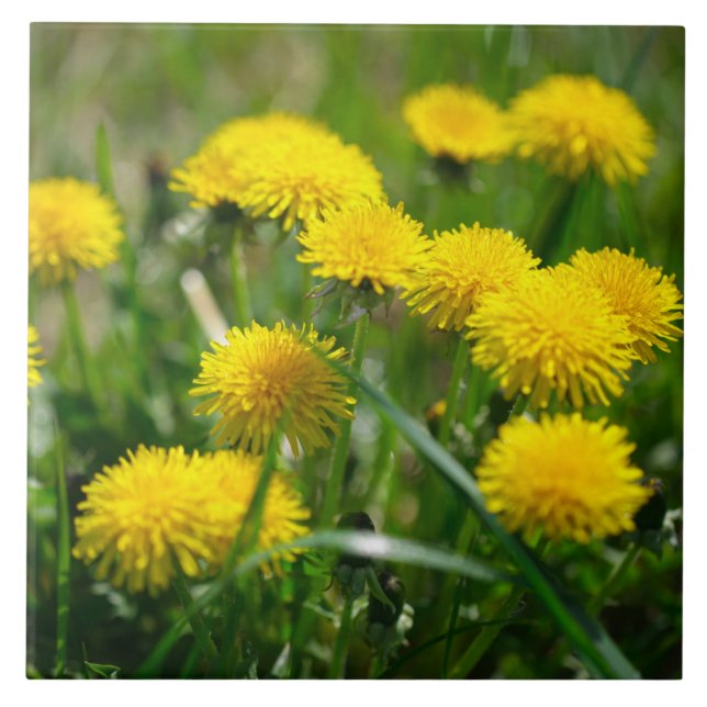 Carreau Dandelion Fleurs Dandelions Jaune Vert (Devant)