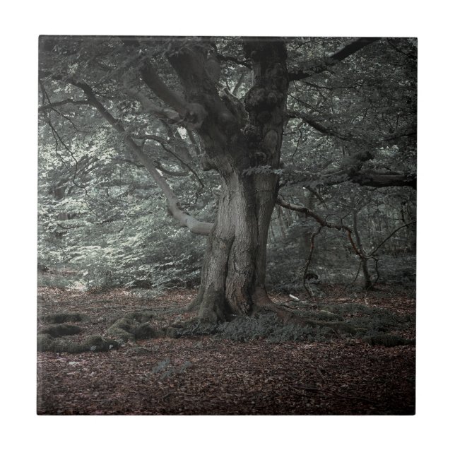 Carreau Dans la forêt de conte de fées     (Devant)