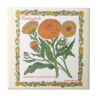 Carreau Dans la tuile de Calendula de ~ de jardin